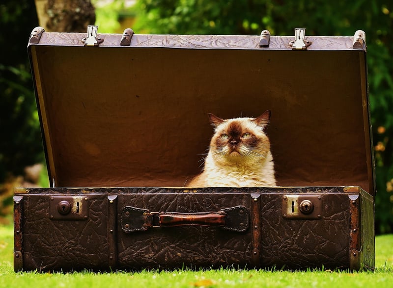 Travel essentials
